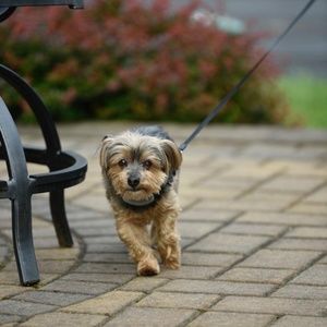 Meet your Posher, Cynthia